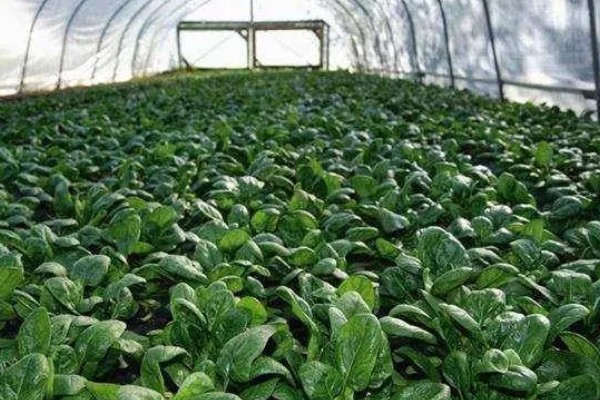 菠菜施肥方法,秋菠菜生长盛期要追施尿素