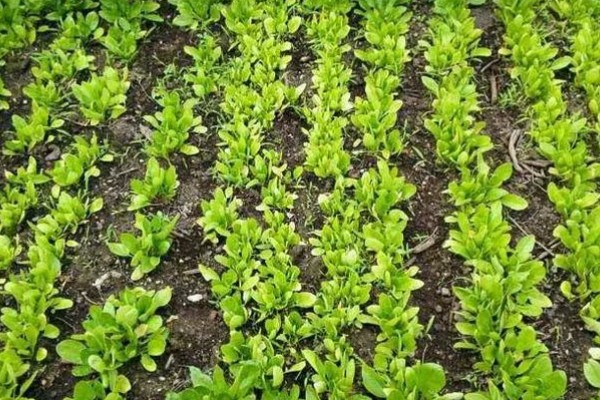 菠菜施肥方法,秋菠菜生长盛期要追施尿素