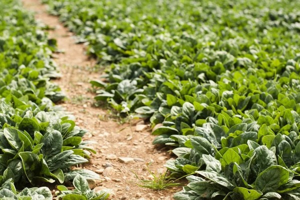 菠菜施肥方法,秋菠菜生长盛期要追施尿素