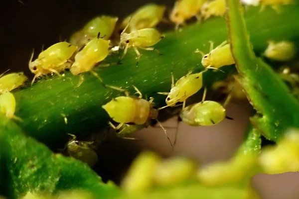 菠菜施肥方法,秋菠菜生长盛期要追施尿素