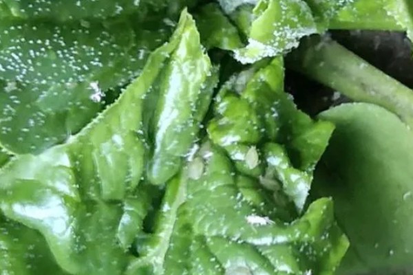 菠菜施肥方法,秋菠菜生长盛期要追施尿素