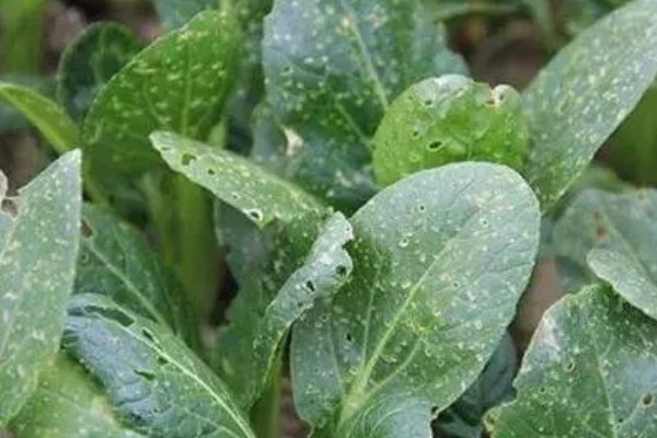 菠菜施肥方法,秋菠菜生长盛期要追施尿素