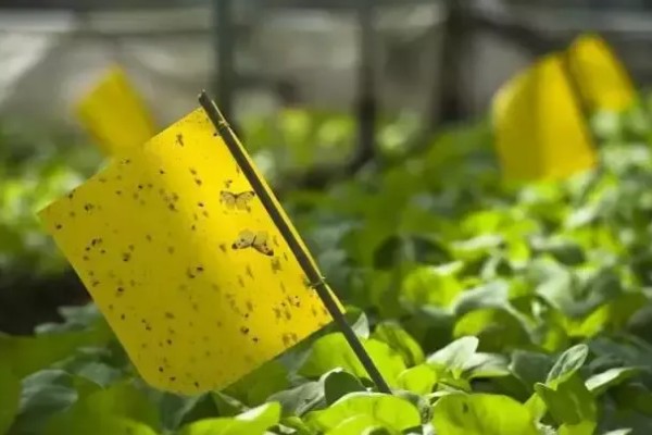 菠菜施肥方法,秋菠菜生长盛期要追施尿素