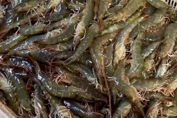 近缘新对虾的产地,在广东沿岸海域均有分布