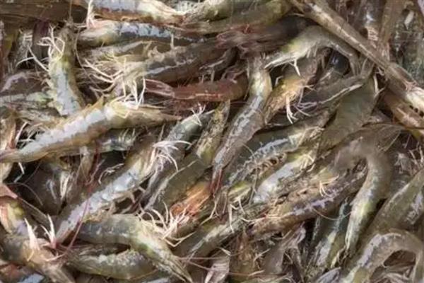 近缘新对虾的产地,在广东沿岸海域均有分布