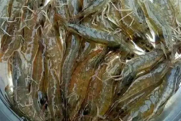 近缘新对虾的产地,在广东沿岸海域均有分布