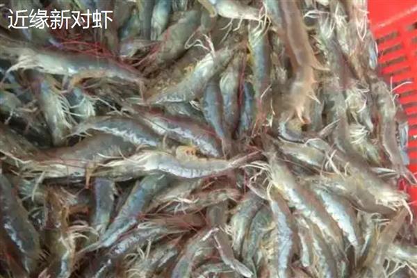 近缘新对虾的产地,在广东沿岸海域均有分布
