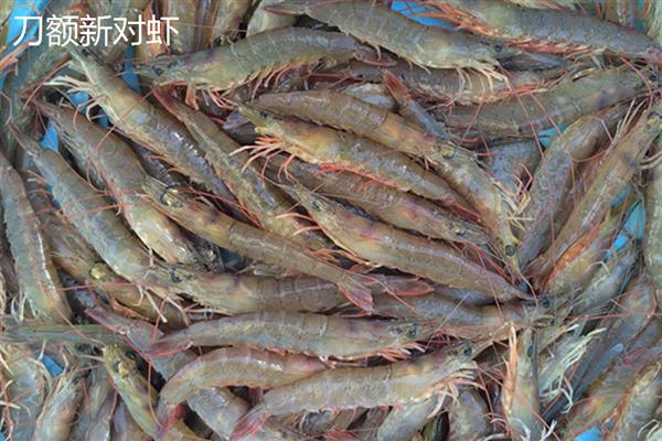 近缘新对虾的产地,在广东沿岸海域均有分布