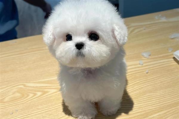 比熊犬的智商排名，智商排第45名