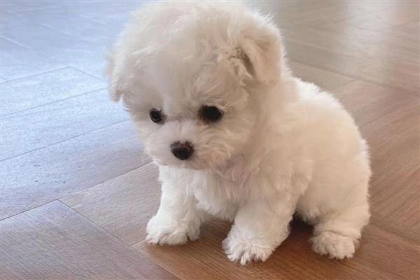 比熊犬的智商排名，智商排第45名