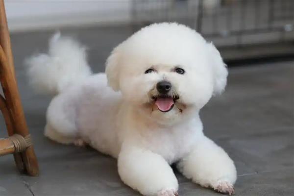 比熊犬的智商排名，智商排第45名