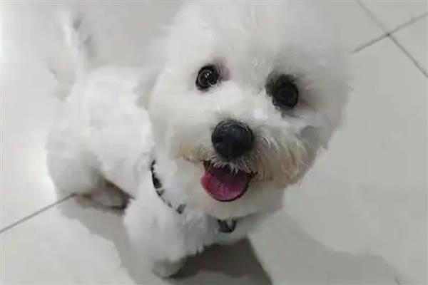 比熊犬的智商排名，智商排第45名