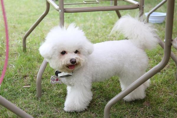 比熊犬的智商排名，智商排第45名