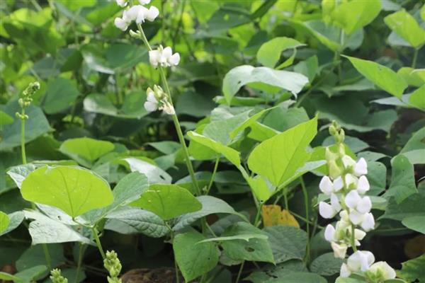 扁豆怎样打顶摘心,长到一点五米时进行