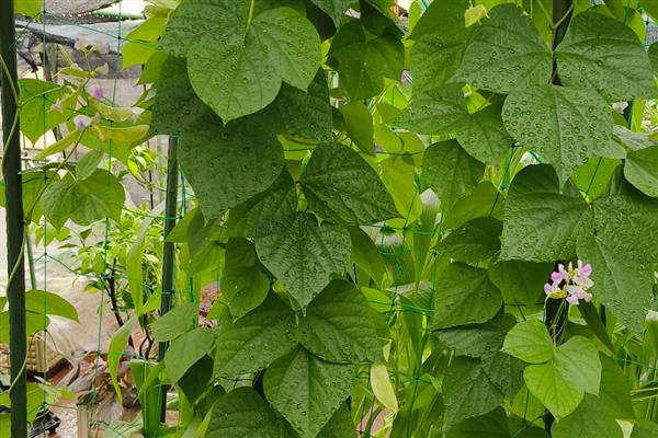 扁豆怎样打顶摘心,长到一点五米时进行