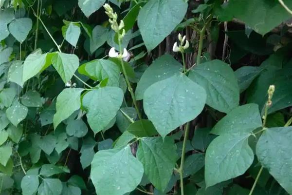 扁豆怎样打顶摘心,长到一点五米时进行