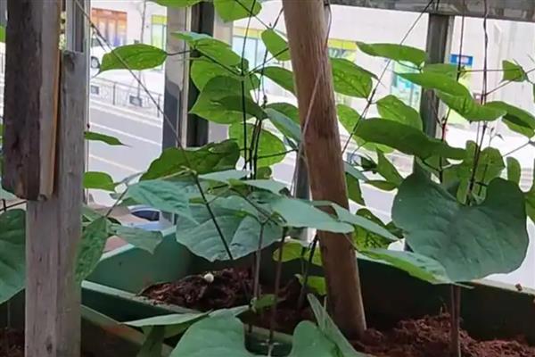 扁豆怎样打顶摘心,长到一点五米时进行