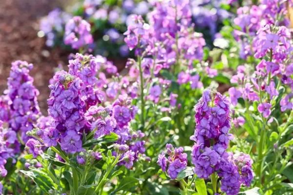 紫罗兰的品种，按花期可以分为春、夏、秋三类