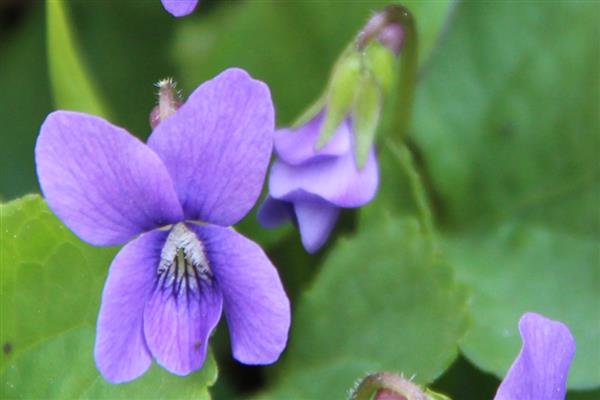 紫罗兰的品种，按花期可以分为春、夏、秋三类