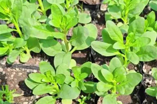 紫罗兰的品种，按花期可以分为春、夏、秋三类