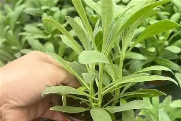 紫罗兰的品种，按花期可以分为春、夏、秋三类