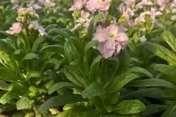 紫罗兰的品种，按花期可以分为春、夏、秋三类