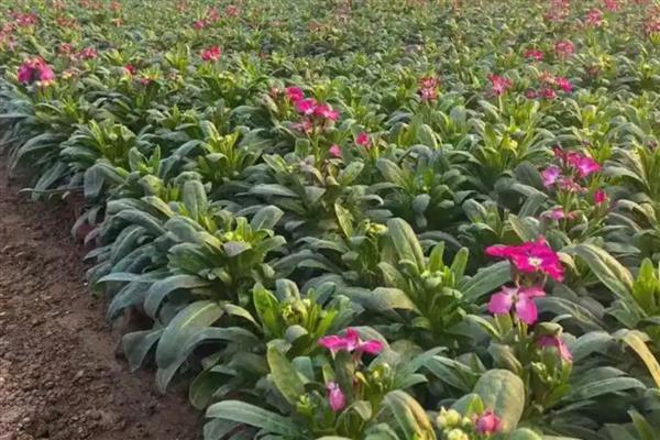 紫罗兰的品种，按花期可以分为春、夏、秋三类