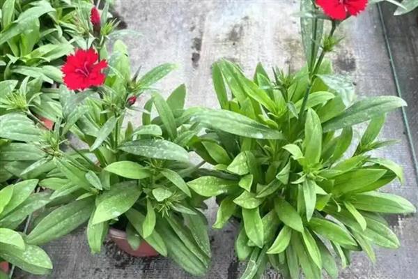 紫罗兰的品种，按花期可以分为春、夏、秋三类