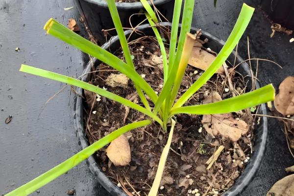 葱兰为何不长叶,可能是气温高、土壤不适、发生虫害所致