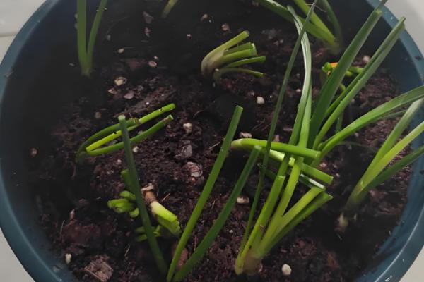 葱兰为何不长叶,可能是气温高、土壤不适、发生虫害所致