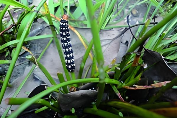 葱兰为何不长叶,可能是气温高、土壤不适、发生虫害所致