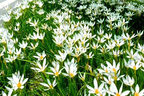 葱兰为何不长叶,可能是气温高、土壤不适、发生虫害所致