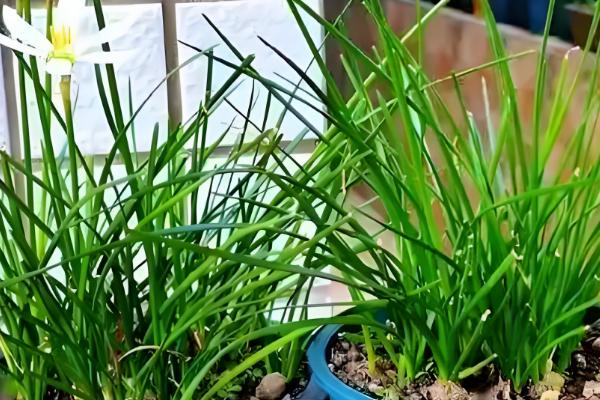 葱兰为何不长叶,可能是气温高、土壤不适、发生虫害所致