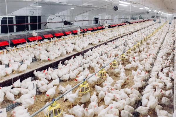 白羽肉鸡怎么养殖,前期需补充大量的蛋白质