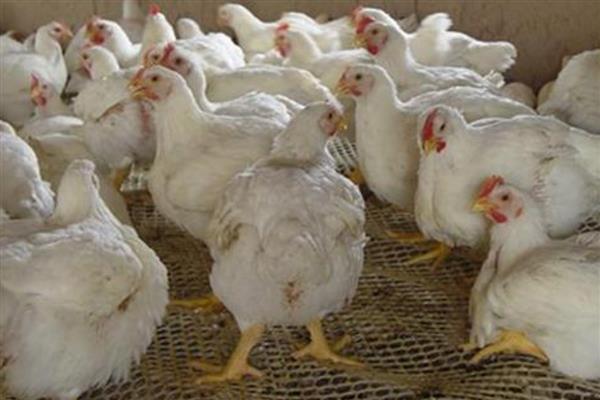 白羽肉鸡怎么养殖,前期需补充大量的蛋白质