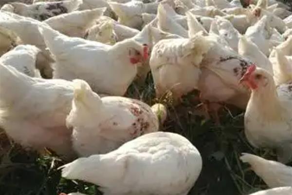 白羽肉鸡怎么养殖,前期需补充大量的蛋白质