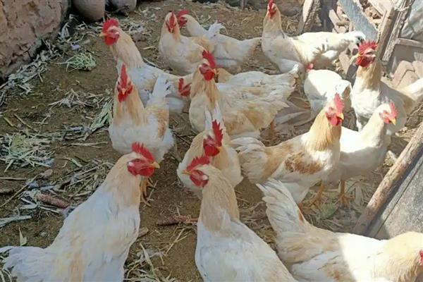 白羽肉鸡怎么养殖,前期需补充大量的蛋白质