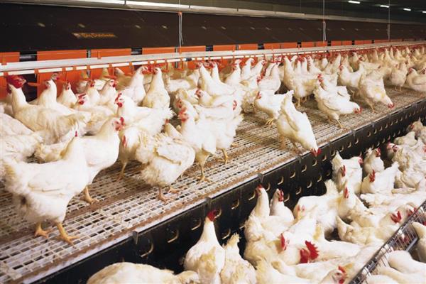 白羽肉鸡怎么养殖,前期需补充大量的蛋白质