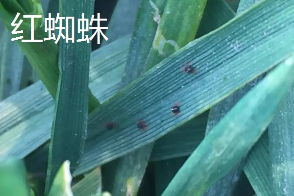 小麦返青期的病虫害怎么防治，出现红蜘蛛可喷施阿维菌素乳油等药物