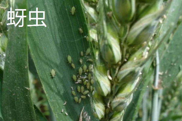 小麦返青期的病虫害怎么防治，出现红蜘蛛可喷施阿维菌素乳油等药物