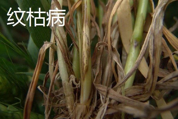 小麦返青期的病虫害怎么防治，出现红蜘蛛可喷施阿维菌素乳油等药物