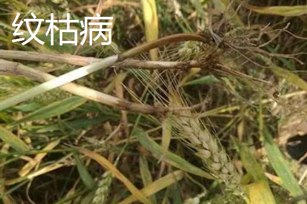 小麦返青期的病虫害怎么防治，出现红蜘蛛可喷施阿维菌素乳油等药物