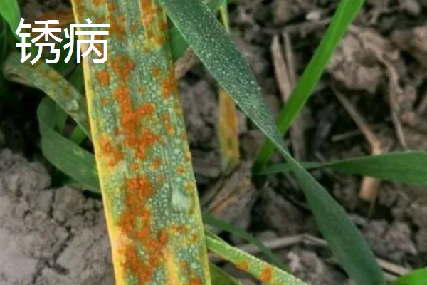 小麦返青期的病虫害怎么防治，出现红蜘蛛可喷施阿维菌素乳油等药物