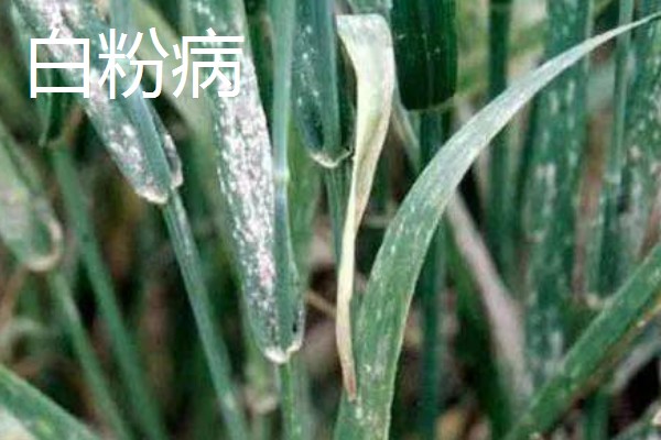 小麦返青期的病虫害怎么防治，出现红蜘蛛可喷施阿维菌素乳油等药物