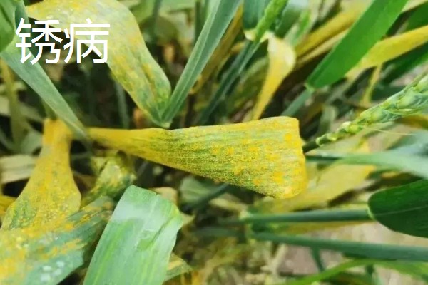 小麦返青期的病虫害怎么防治，出现红蜘蛛可喷施阿维菌素乳油等药物