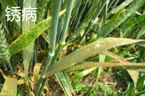 小麦返青期的病虫害怎么防治，出现红蜘蛛可喷施阿维菌素乳油等药物