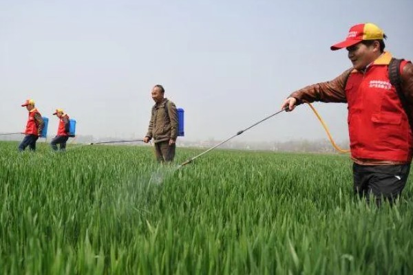 小麦返青期的病虫害怎么防治，出现红蜘蛛可喷施阿维菌素乳油等药物