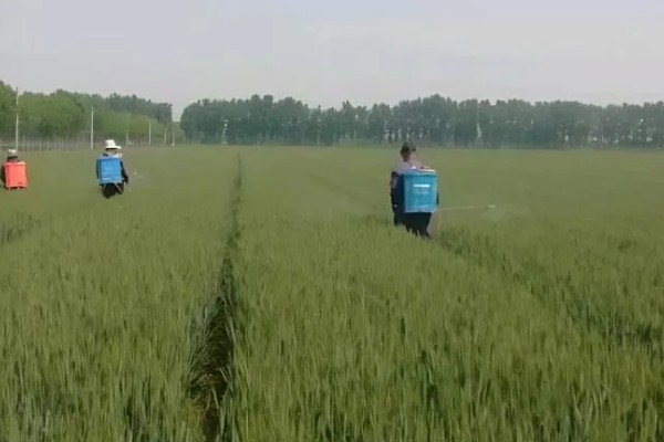 小麦返青期的病虫害怎么防治，出现红蜘蛛可喷施阿维菌素乳油等药物