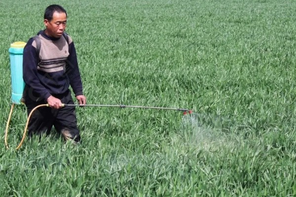 小麦返青期的病虫害怎么防治，出现红蜘蛛可喷施阿维菌素乳油等药物