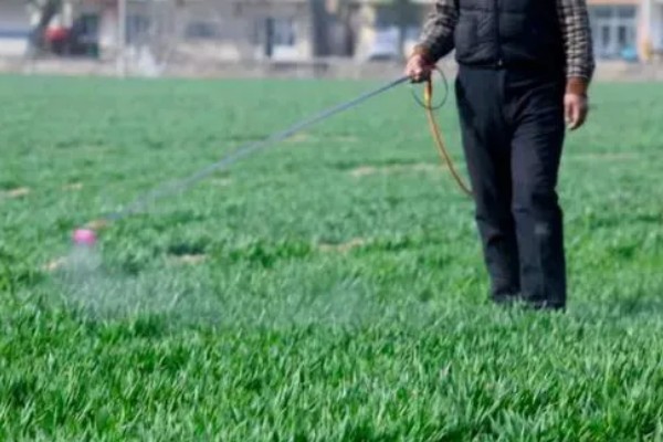 小麦返青期的病虫害怎么防治，出现红蜘蛛可喷施阿维菌素乳油等药物